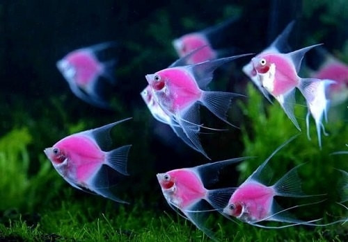Cá Thần Tiên với vây dài và sọc đen