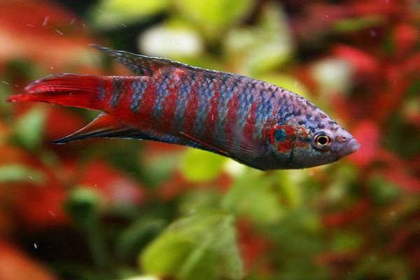 Cá Thiên Đường với sọc xanh đỏ và vây lớn