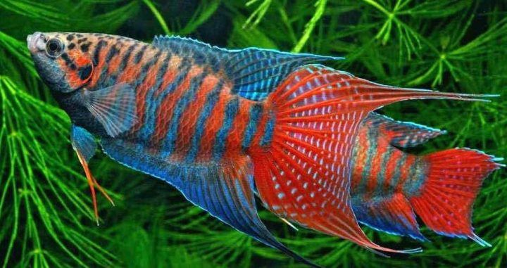 Cá thiên đường với vây dài và màu sắc rực rỡ, một loài cá cảnh dễ nuôi ít cần oxy