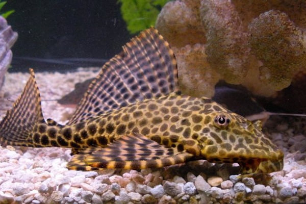 Cá tỳ bà Bristlenose với những nốt sần độc đáo đang bám trên đá trong hồ cá