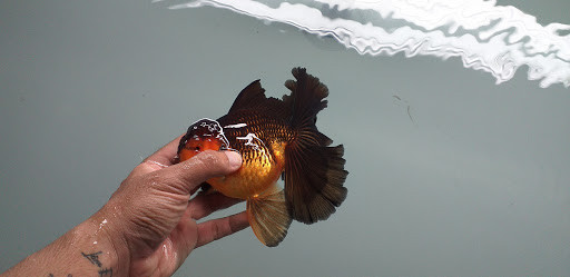 Cá vàng tại Goldfish Mr.T