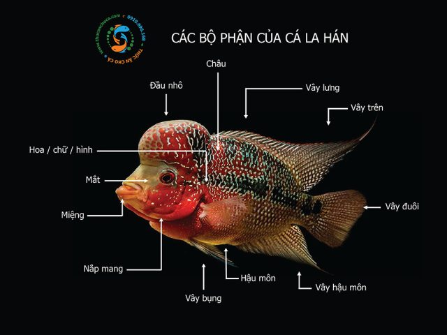 Các bộ phận chính trên cơ thể cá La Hán, bao gồm đầu, hoa văn và vây