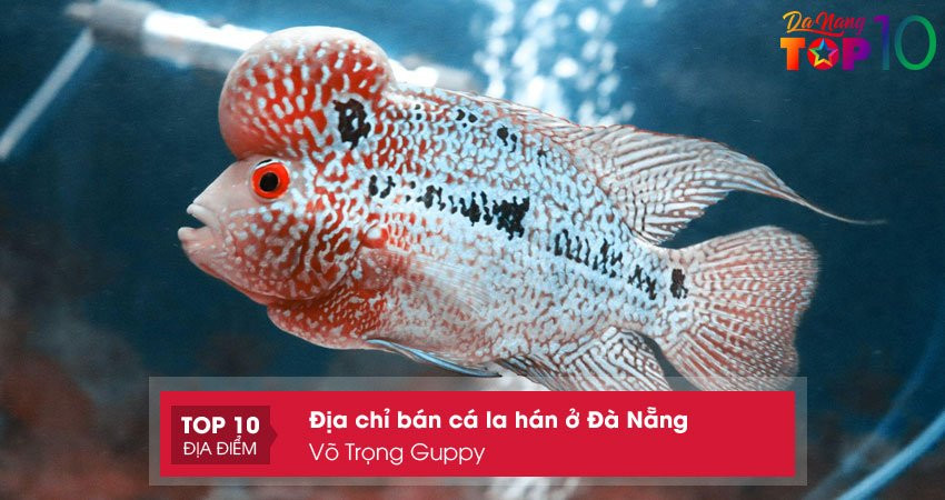 Các dòng cá cảnh đa dạng tại cửa hàng Võ Trọng Guppy Đà Nẵng
