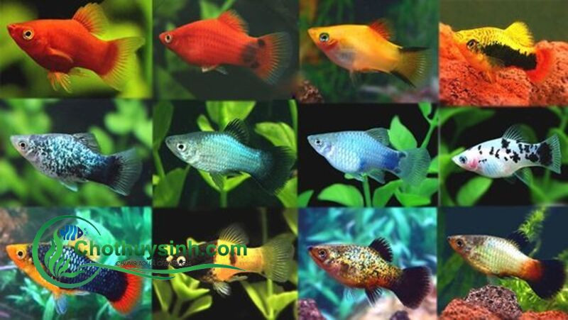Các dòng cá mú đa dạng màu sắc sặc sỡ