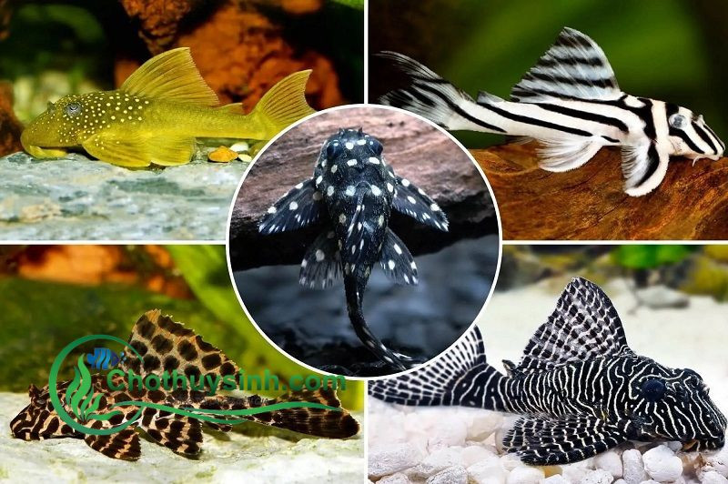 Các dòng cá pleco màu đẹp