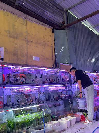 Các loại cá cảnh nước ngọt đa dạng