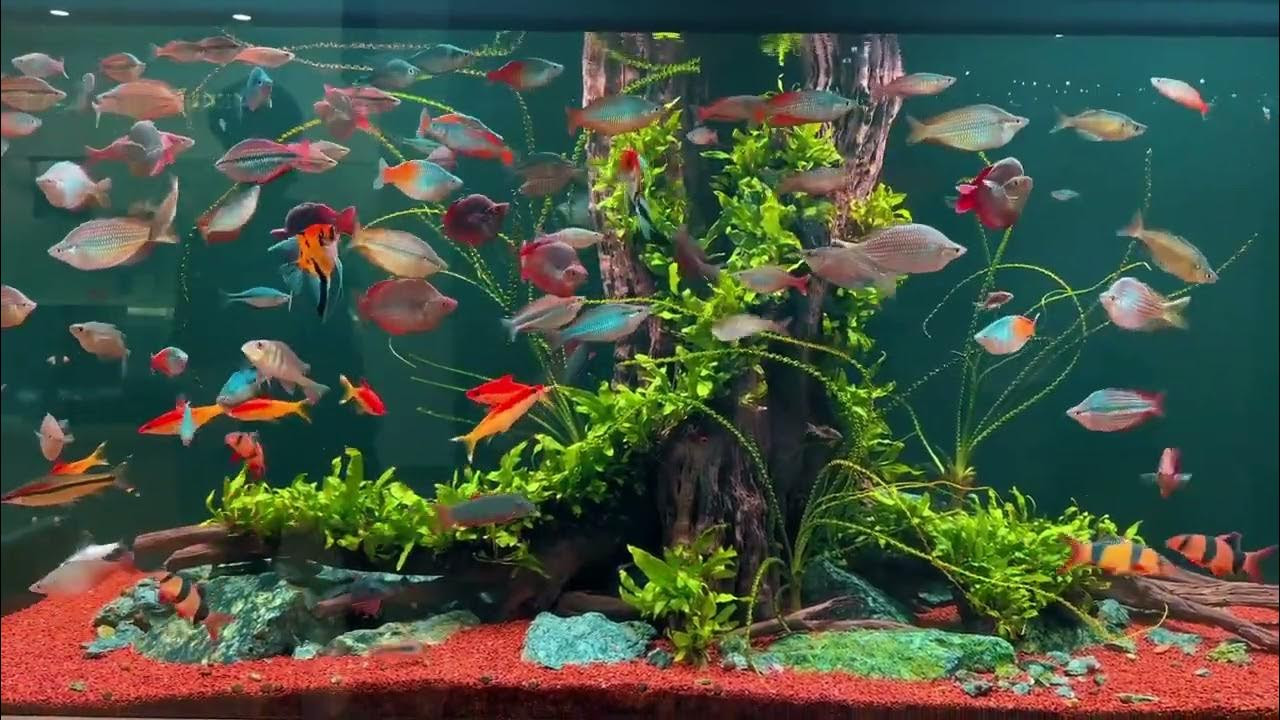 Các loại cá cảnh nước ngọt ở Ninh Thuận