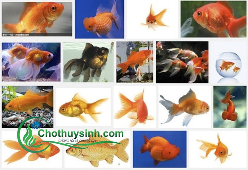 Các loại cá vàng phổ biến