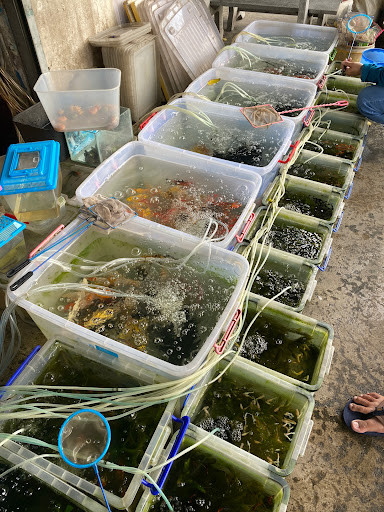 Các loại phụ kiện trang trí hồ cá và vật liệu lọc
