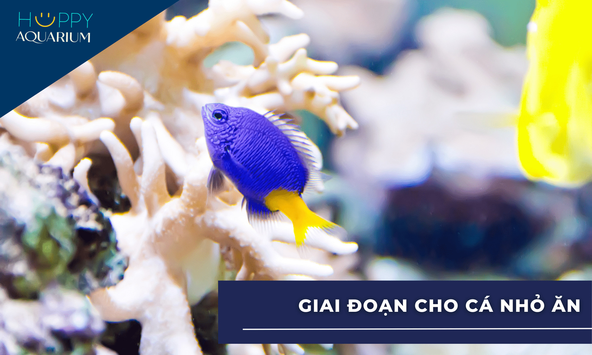 các loại thức ăn cho cá cảnh con