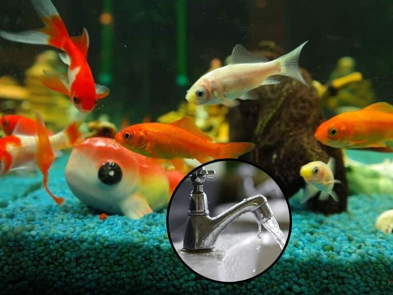 Các yếu tố trong nước máy có thể ảnh hưởng trực tiếp lên bể cá của bạn nếu không được kiểm soát