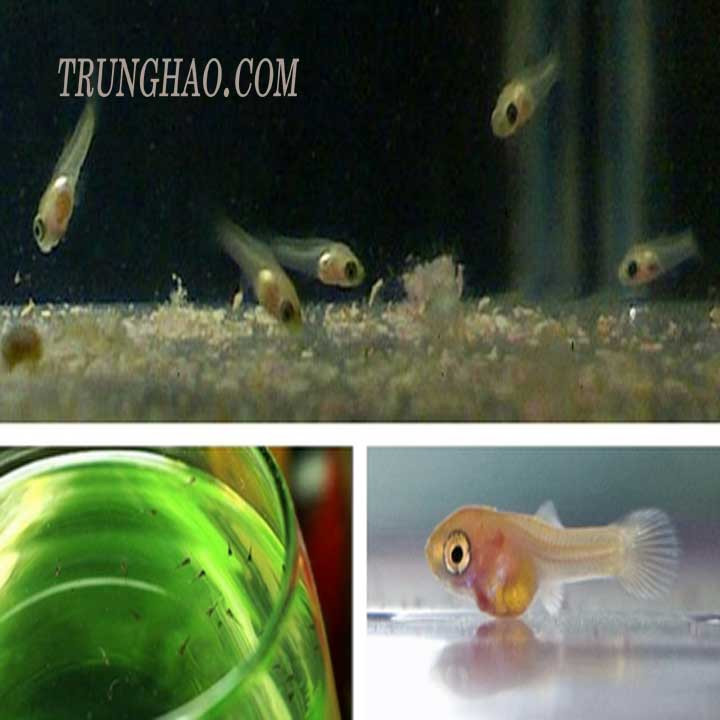Cách nuôi cá bảy màu con khỏe mạnh