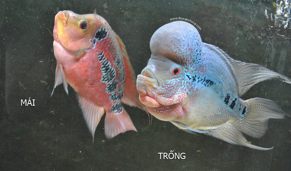 Cận cảnh cá la hán đực với đầu gù phát triển ấn tượng và màu sắc rực rỡ.