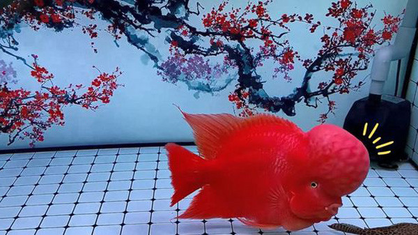Cận cảnh đầu gù và họa tiết châu bệt trên thân cá la hán đỏ huyết