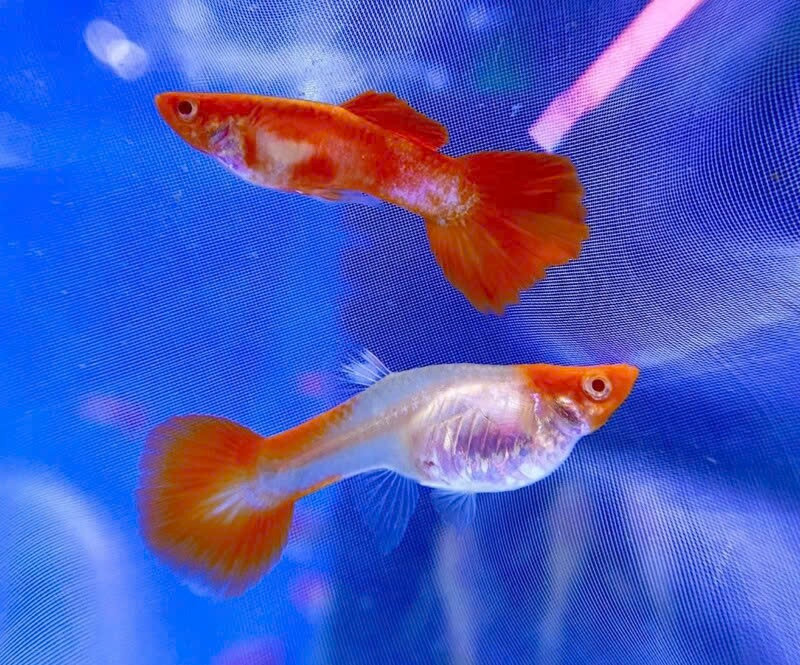 Cặp cá bảy màu koi red ear