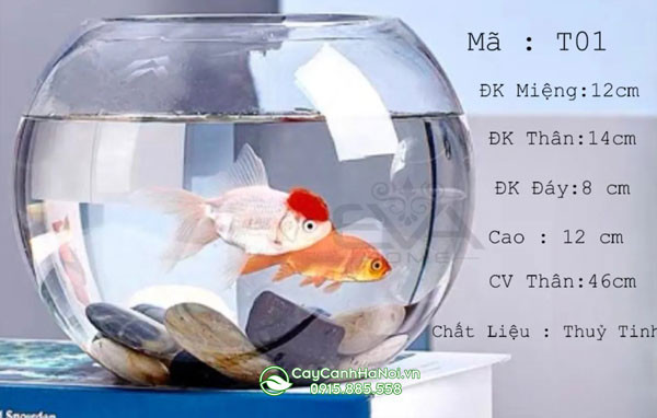 Chăm sóc chậu thủy tinh tròn