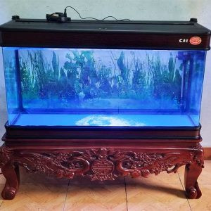Chân quỳ bể cá cảnh thiết kế thấp tiện lợi tương tác với cá