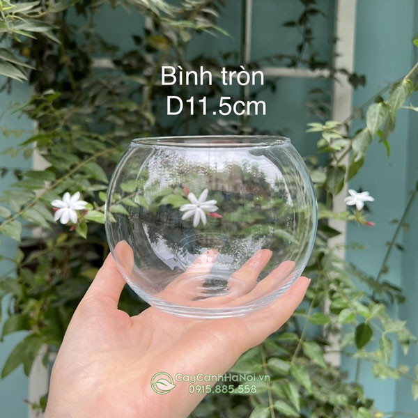 Chậu thủy tinh tròn đẹp và dễ vệ sinh
