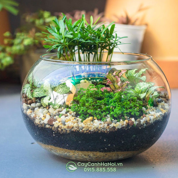 Chậu thủy tinh tròn trang trí