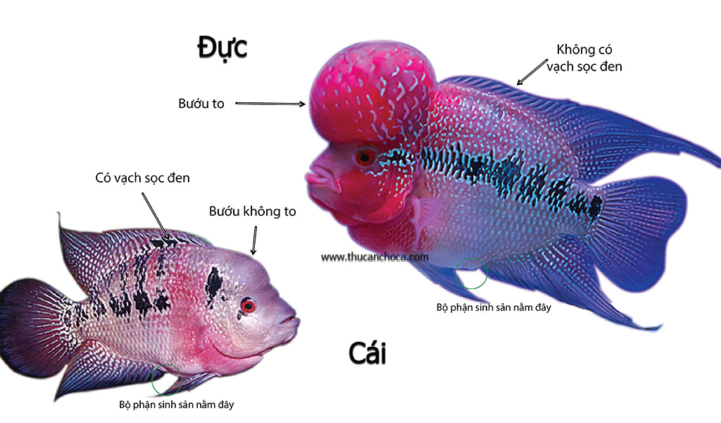 Chi tiết vây lưng và vây ngực của cá la hán, thể hiện đặc điểm phân biệt giới tính.