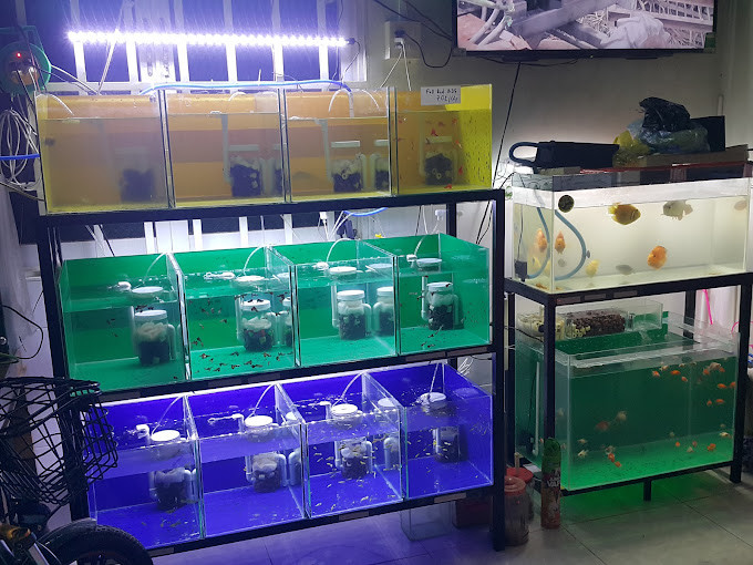 Cửa hàng cá cảnh Huỳnh Huy, cung cấp cá Guppy và các loại cá kiểng khác ở Thốt Nốt, Cần Thơ