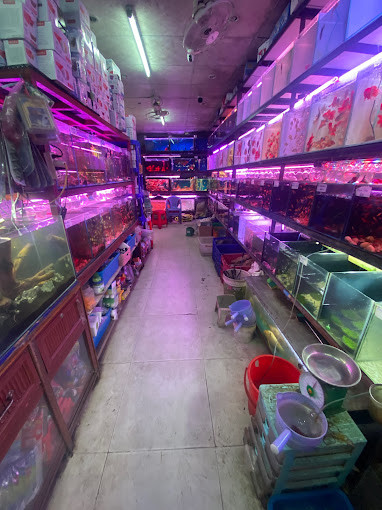Cửa hàng cá cảnh Phi Long tại Ninh Kiều, Cần Thơ với sản phẩm phong phú