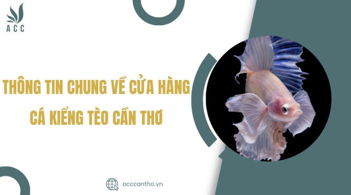 Đa dạng cá cảnh tại Tèo Cần Thơ