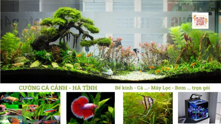 Đa dạng các loài cá cảnh và vật tư nuôi cá tại cửa hàng ở Hà Tĩnh, sẵn sàng phục vụ.