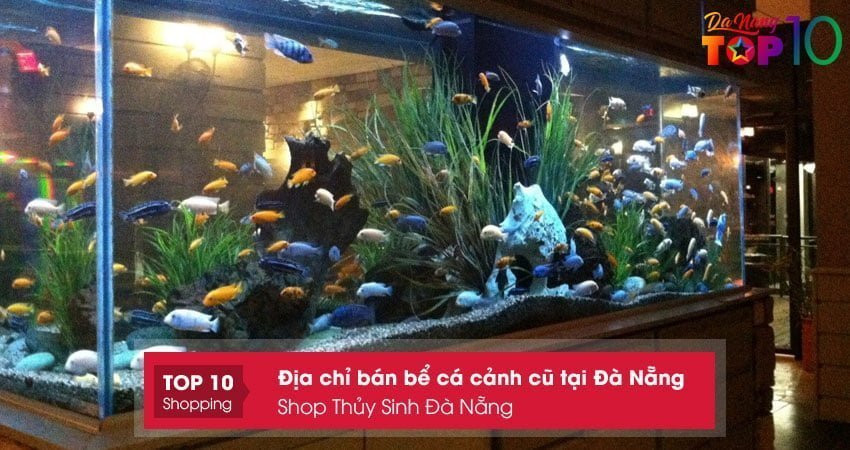Đa dạng mẫu mã bể cá cảnh cũ tại Shop Thủy Sinh Đà Nẵng