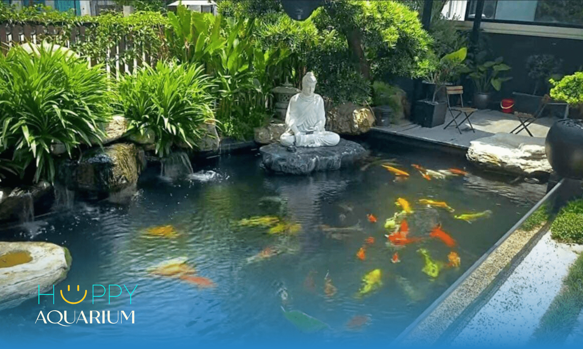 Đàn cá chép Koi bơi lội trong hồ xi măng lớn