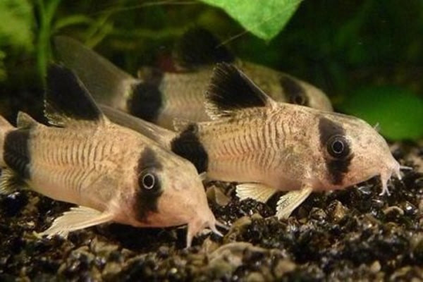 Đàn cá chuột Corydoras đang tìm kiếm thức ăn dưới đáy bể cát