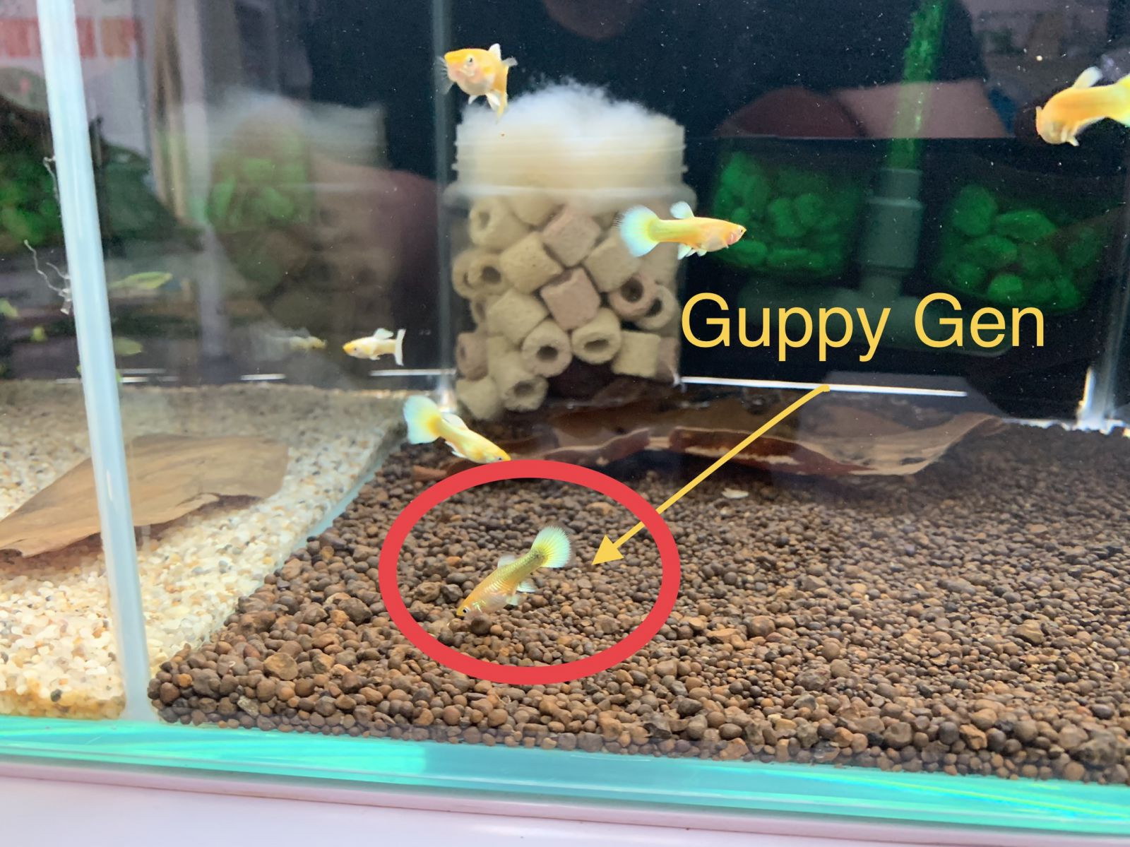 Đàn cá guppy full gold gen con hoặc cá non với sắc vàng óng ánh