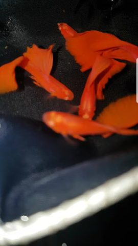 Đàn cá Guppy nhiều màu sắc bơi lội trong hồ kính tại cửa hàng cá cảnh Bok Guppy