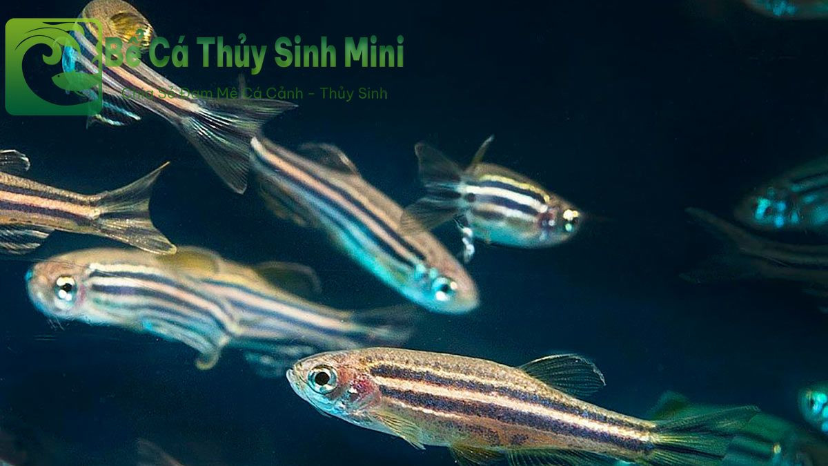 Đàn cá Sọc Ngựa năng động trong bể nuôi cá cảnh nhỏ