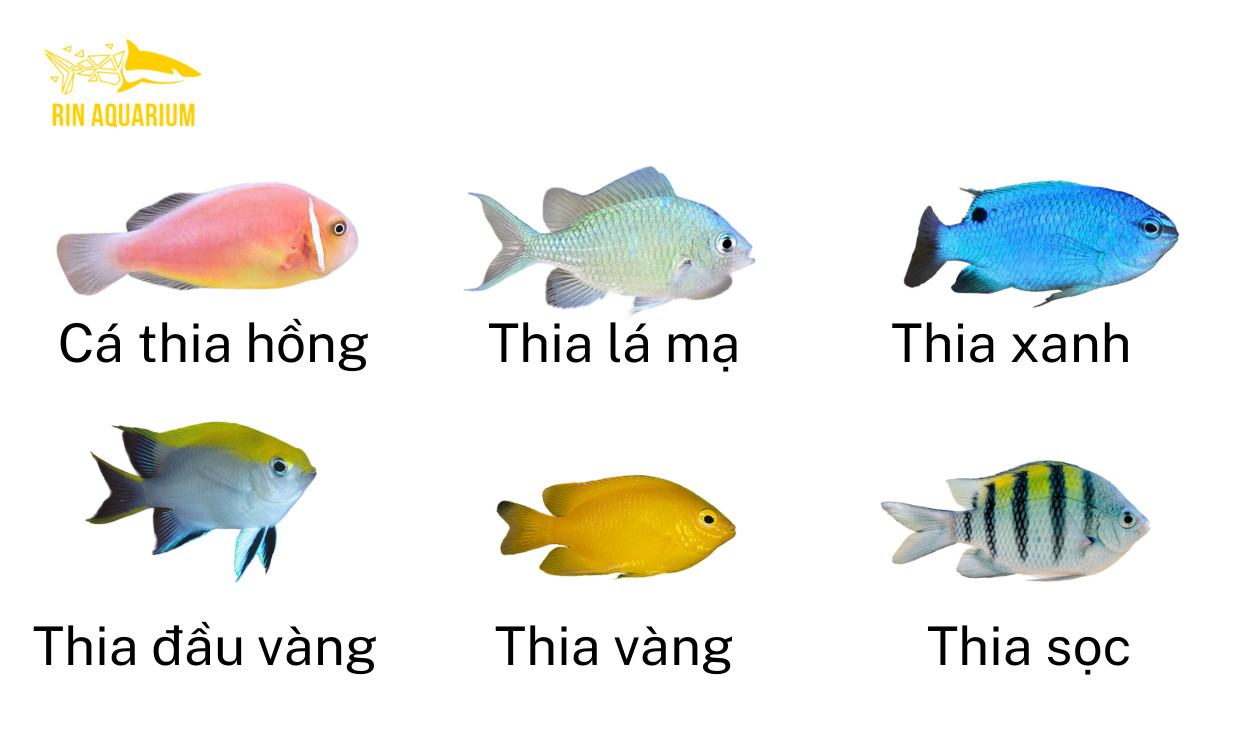 Đàn cá thia xanh rực rỡ bơi lội trong rạn san hô, làm đẹp cho bể cá cảnh nước mặn.