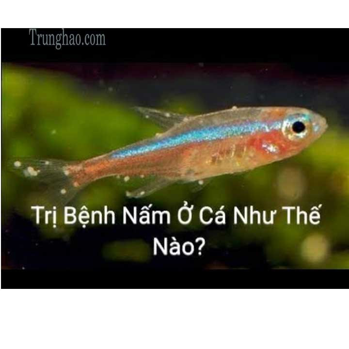 dấu hiệu cá bảy màu bị nấm
