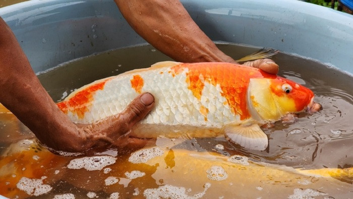 Dấu hiệu cá cảnh bị rụng vảy