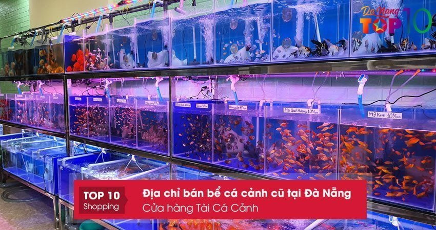 Địa chỉ uy tín để thanh lý bể cá cảnh cũ Đà Nẵng - Tài Cá Cảnh