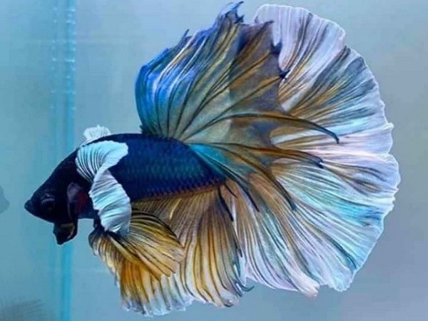 Dòng cá cảnh – Cá Betta hay còn gọi là cá Xiêm