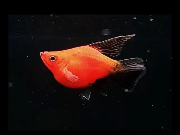 Dòng cá cảnh – Cá Hồng Cam