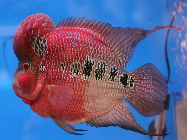 Dòng cá cảnh – Cá La Hán