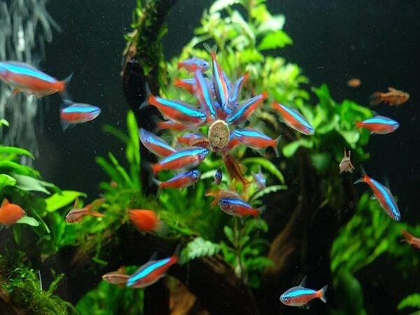 Dòng cá cảnh – Neon Tetra