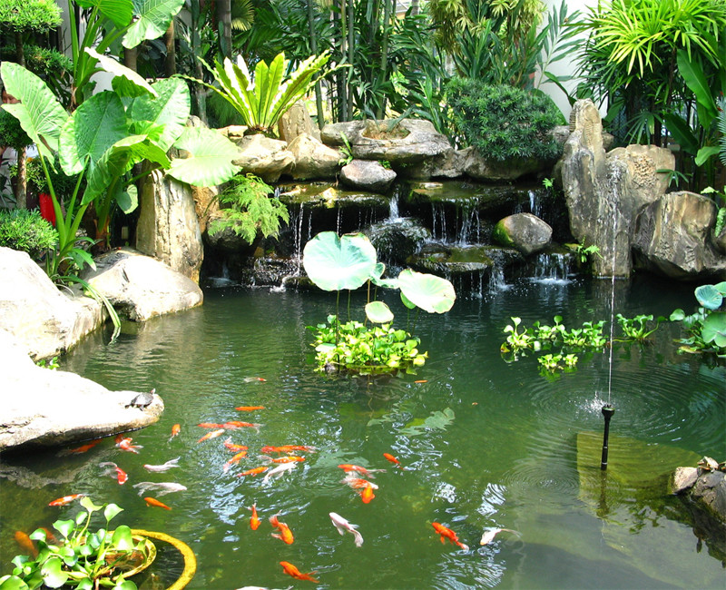 Thanh Lý Giá Bể Cá Cảnh Đẹp: Cơ Hội Vàng Sở Hữu Hồ Cá Chất Lượng