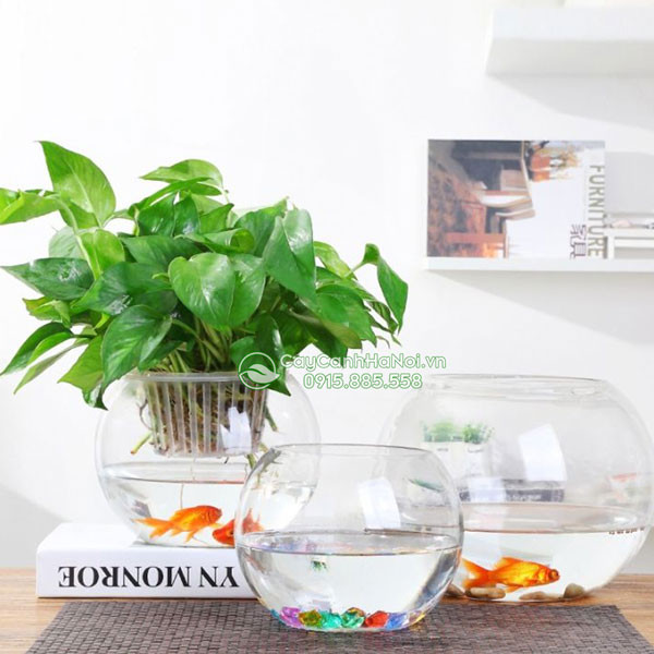 Giá chậu thủy tinh tròn đa dạng
