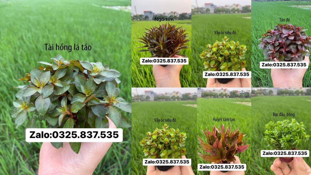 Hệ thống bể kính và lọc nước chất lượng cao cho hồ cá cảnh tại Hà Tĩnh.