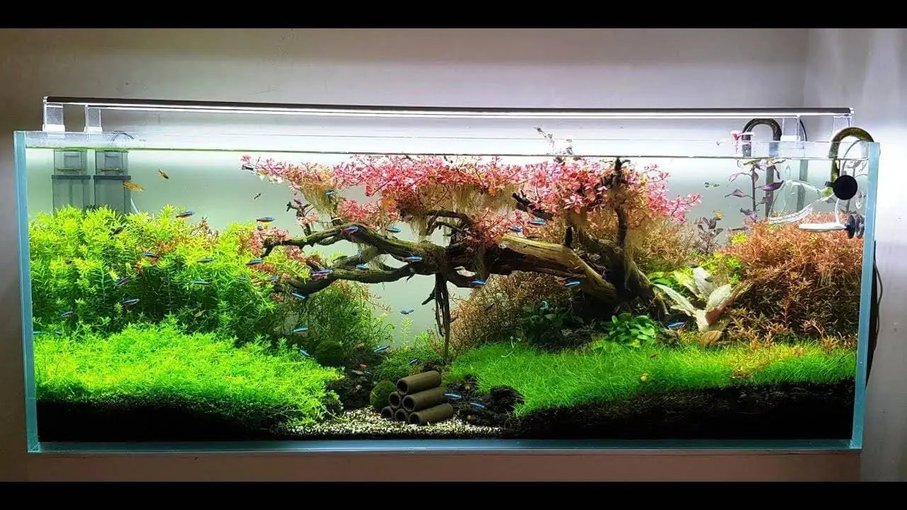 Hệ thống đèn LED chiếu sáng cho bể cá cảnh Trung Quốc