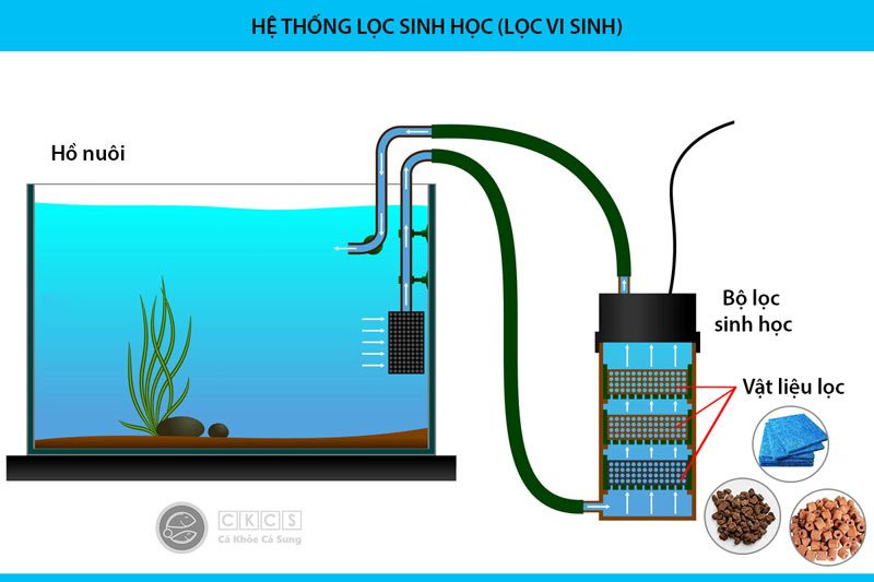 Hệ thống lọc nước chất lượng cao giúp duy trì môi trường sống sạch sẽ cho cá cánh buồm