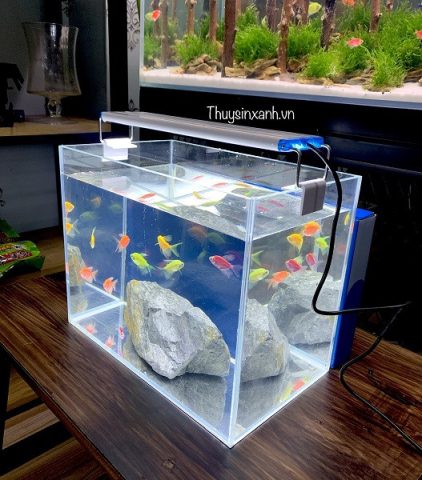 Hình ảnh bể cá cảnh buồm với ánh sáng đèn LED phù hợp