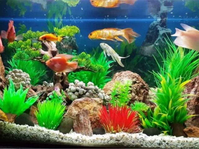 Hình ảnh bể cá cảnh nhỏ với nhiều loại cá đa dạng màu sắc, biểu trưng cho việc nuôi cá cảnh không cần sục oxy vẫn đẹp mắt.