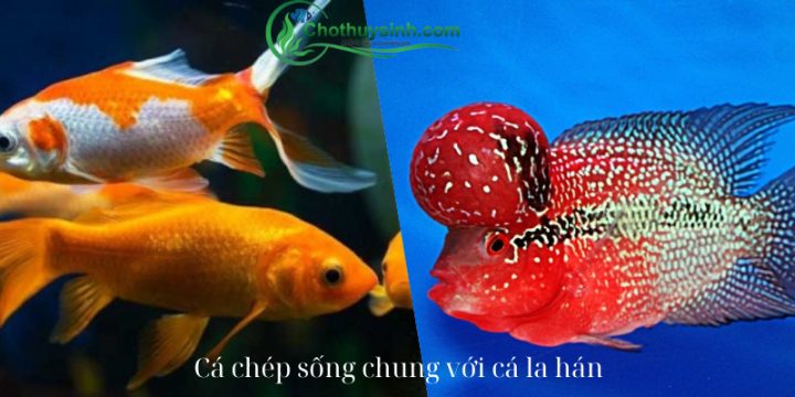 Hình ảnh cá chép koi bơi cùng cá la hán trong bể thủy sinh